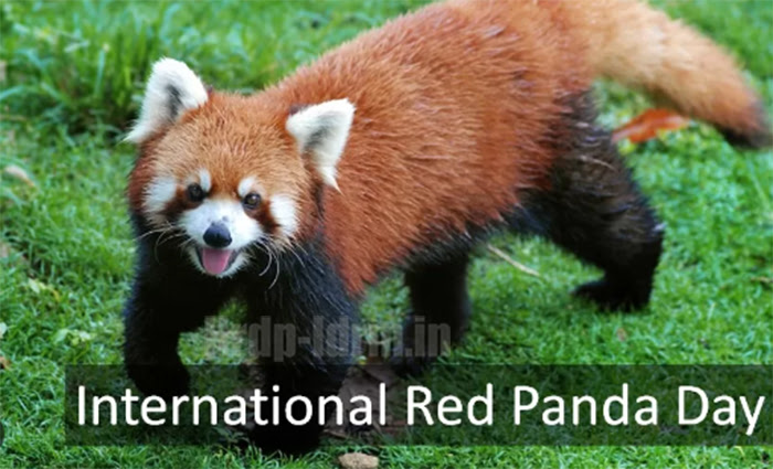 International Red Panda Day 
